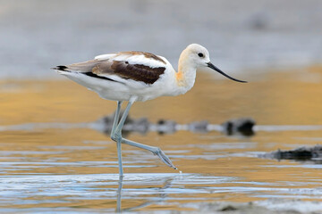  Juvenile avocet walking on the wet beach.