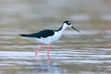  Black-necked stilt walking in water.