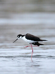   Black-necked stilt standing on one leg.