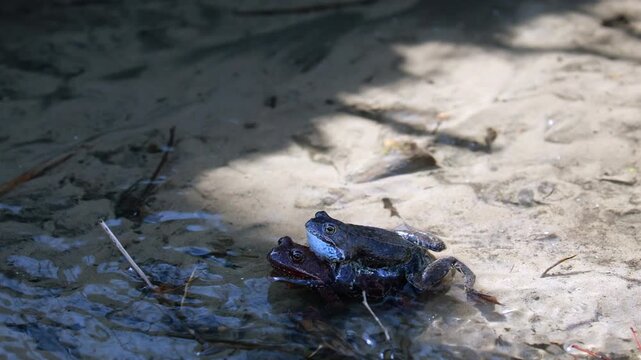Two Frogs, Male Clasping Female, In Amplexus At The Water's Edge. A Natural Display Of Springtime Amphibian Reproduction In Their Habitat.