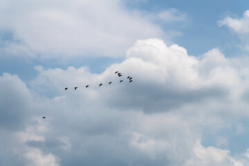 flock of cormorants flying in the cloudy sky