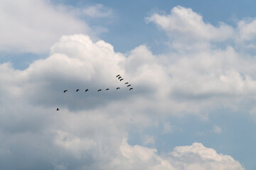 flock of cormorants flying in the cloudy sky