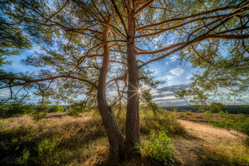 Sonnenlicht durch Kiefern in der Mehlinger Heide bei Kaiserslautern