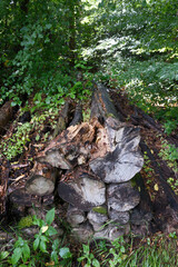 A pile of wood logs is sitting in a forest