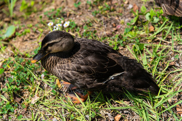 wild ducks relaxing on the riverbank