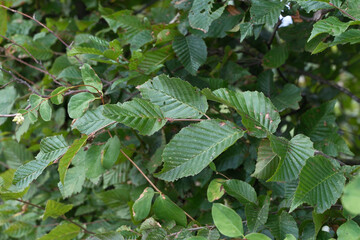 A tree with green leaves is shown in the image