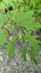 Close-up of fresh green leaves with unique shape and vein detail, symbolizing nature, growth, organic beauty and seasonal freshness