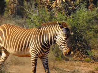 Cape Mountain Zebra in the Evening Sun