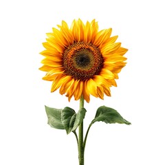 Bright Yellow Sunflower Isolated on White Background Fresh Bloom
