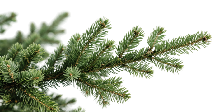 Close-up of evergreen pine tree branch with lush green needles in natural setting, png, transparent, isolated