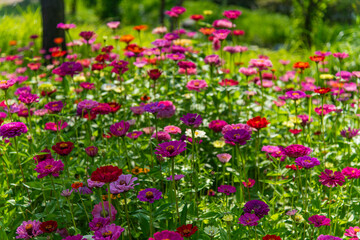 field of various zinnia flowers 