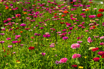 field of various zinnia flowers 