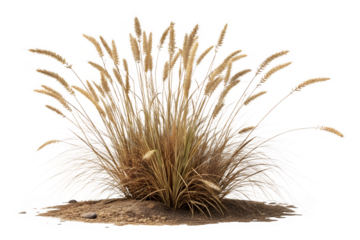 A Bush of Dry Wild Grass with Seed Heads