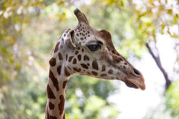 Queen of the Savannah: A Curious Giraffe
