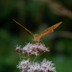 Butterfly on flower
