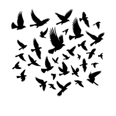 Black and white vector silhouette of Flock of Birds on white background