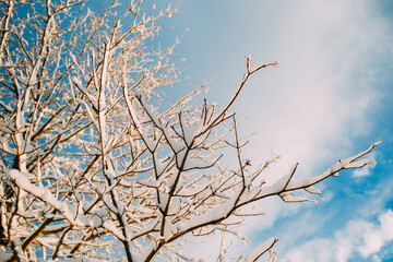 Snow-covered tree branches against blue winter sky