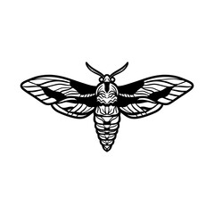 moth insect line art illustration. moth silhouette line art vector illustration with a white background