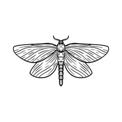 moth insect line art illustration. moth silhouette line art vector illustration with a white background