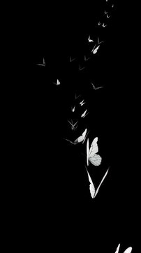 A mesmerizing array of butterflies in flight, showcasing elegance and grace against a dark background, perfect for nature-themed designs.