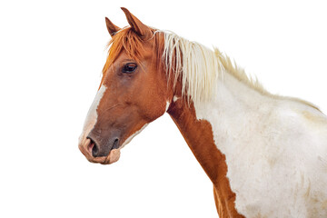 Horse head isolated on white background. Red piebald horse.