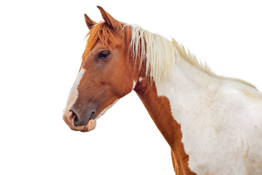 Horse head isolated on white background. Red piebald horse.