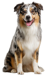 Border collie sitting on a white background