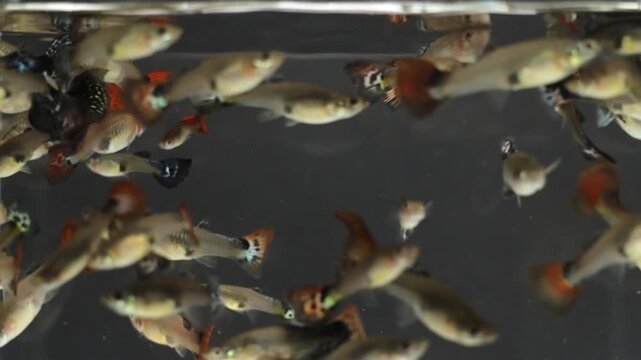 A variety of vibrant guppy fish glides through clear water in an aquarium setting, showcasing their striking colors and patterns while enjoying a peaceful evening atmosphere.