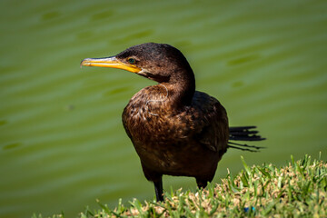 Rio de Janeiro, RJ, Brazil, 08/22/2025 - Neotropic cormorant, Nannopterum brasilianum, bigua, bird spreading its wings perched on a rock at Rodrigo de Freitas Lagoon, Lagoa neighborhood