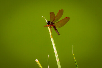 Rio de Janeiro, RJ, Brazil, 08/22/2025 - Dragonfly Perithemis mooma in the Quinta da Boa Vista park pond