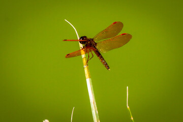 Rio de Janeiro, RJ, Brazil, 08/22/2025 - Dragonfly Perithemis mooma in the Quinta da Boa Vista park pond