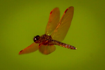 Rio de Janeiro, RJ, Brazil, 08/22/2025 - Dragonfly Perithemis mooma in the Quinta da Boa Vista park pond