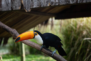 Toucan © Francisca