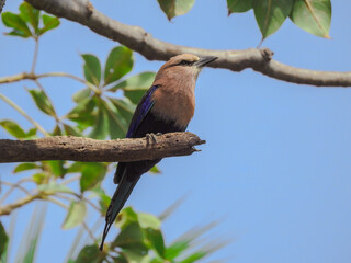 Blue-bellied Roller on a Sunny Afternoon
