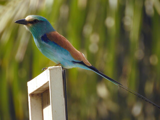 Beautiful Abyssinian Roller