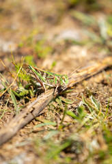 A green grasshopper sits in the grass on a bush. Great marsh grasshopper Stethophyma grossum, an endangered insect typical of wet meadows and marshes.