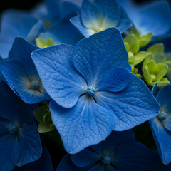 Macro Close-Up of Blue Hydrangea Petals with Fine Vein Details