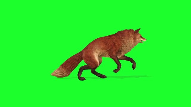 Fox Jumping Idle