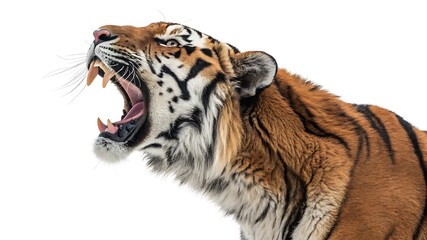 Obraz premium A tiger roaring with its mouth wide open on white