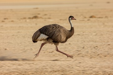 Fototapeta premium Rhea running desert, dust, wildlife, safari, nature