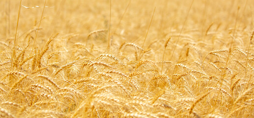 Wheat field on a sunny day. Grain farming, ears of wheat close-up. Agriculture, growing food products.