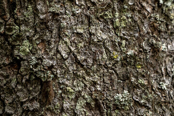 Lichen Clings To Tree Bark Filling Frame