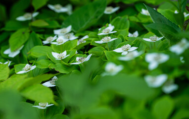 Low Angle View Of Baneberry Blooms In Narrow Focus