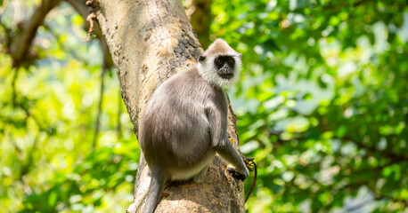 Gray hanuman langurs on a tree. Monkeys in the wild in the jungles of Sri Lanka. Troop of monkeys on trees. Wildlife scene with wild animals.