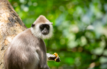 Gray hanuman langurs on a tree. Monkeys in the wild in the jungles of Sri Lanka. Troop of monkeys on trees. Wildlife scene with wild animals.