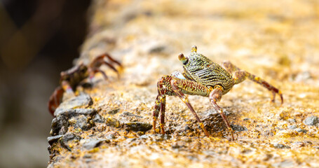 Crab on the beach runs along the pier. Exotic animals in resort places. The concept of a beach holiday in the tropics.