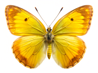 Yellow butterfly isolated on transparent background
