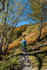 Obraz premium Woman walking in the woods in autumn. Pyrenees, France. Shooting from the back.