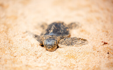 A small baby sea turtle crawls along the sandy shore towards the ocean to survive. The turtle hatched on the island of Sri Lanka. New life, saving the population, the way forward to a new life.