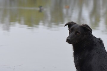 Black dog in the water on a background of a pond with ducks